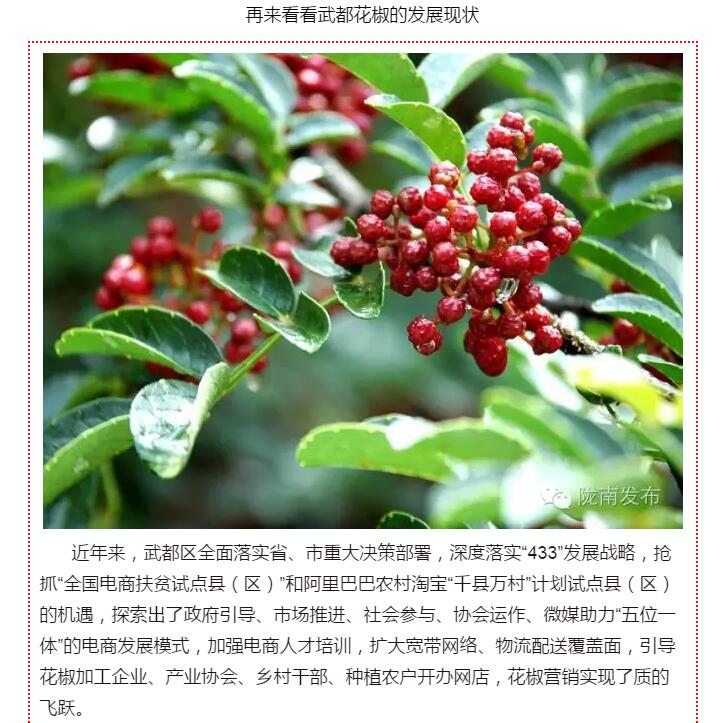 5.28億！一場盛會，武都花椒“火”了