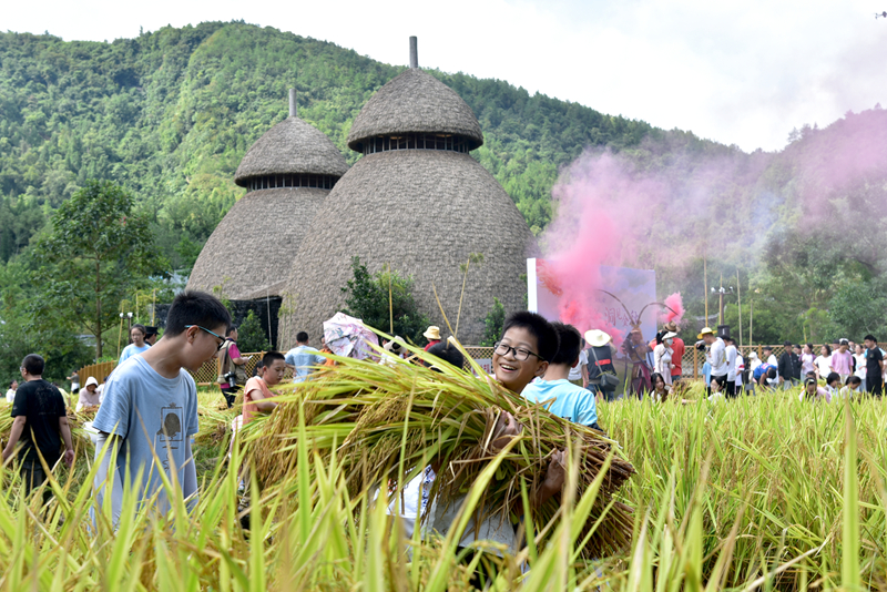 稻浪翻金迎客來(lái) 黃龍洞生態(tài)田園奏響豐收樂(lè)章